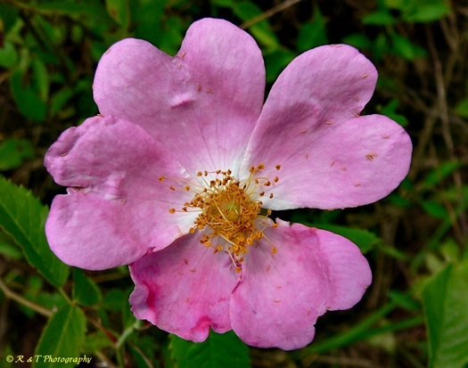 {Rosa setigera}